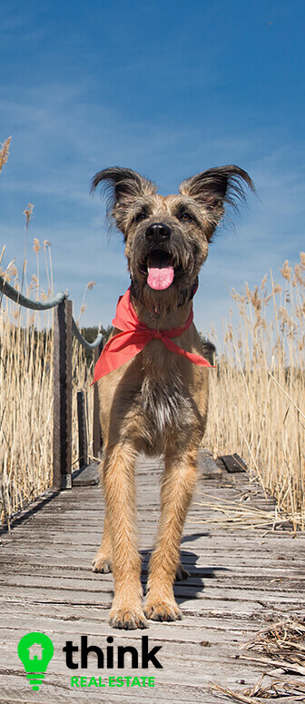 Dog Happy In New Home At Beach